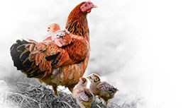 雞密！冬季雞群養殖十大措施